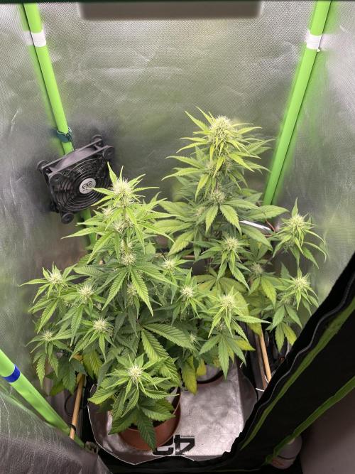 FB X BIOBIZZ. Week 6