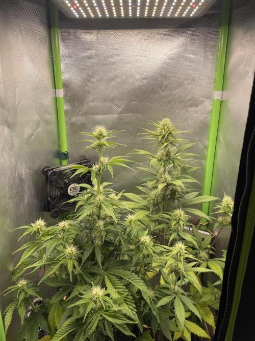 FB X BIOBIZZ. Week 6
