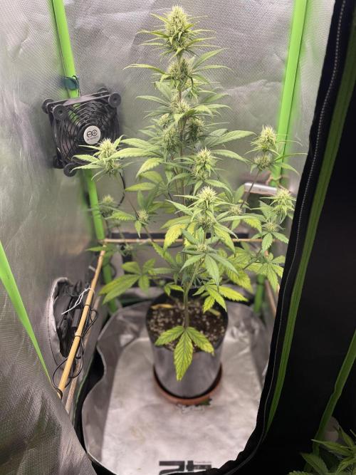 FB X BIOBIZZ. Week 6