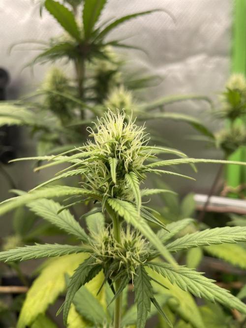 FB X BIOBIZZ. Week 6