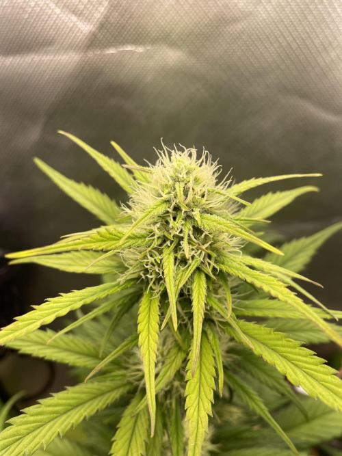 FB X BIOBIZZ. Week 6