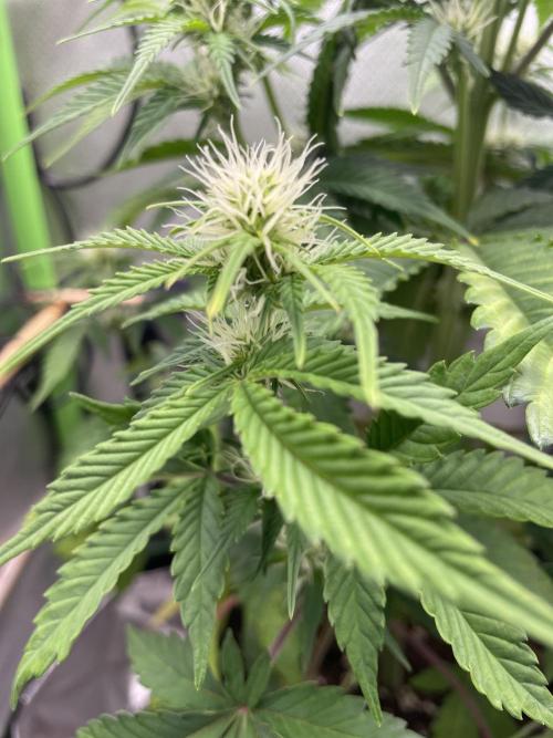 FB X BIOBIZZ. Week 6