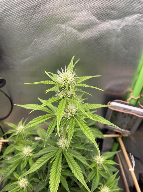 FB X BIOBIZZ. Week 6