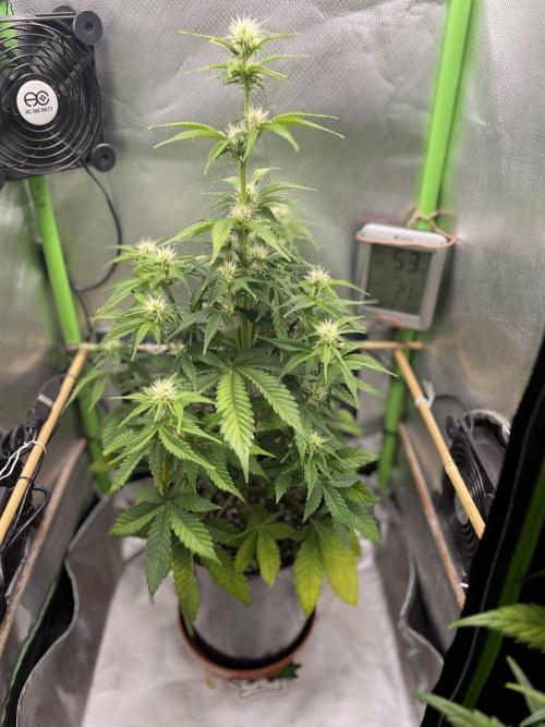 FB X BIOBIZZ. Week 6