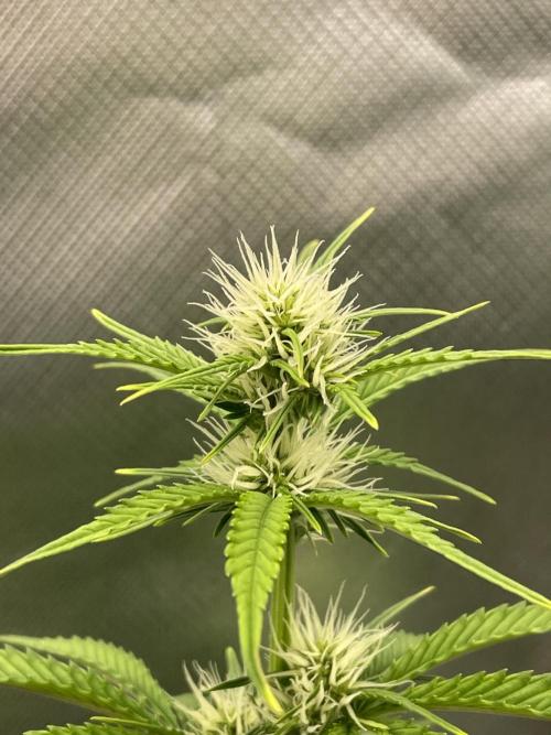FB X BIOBIZZ. Week 6