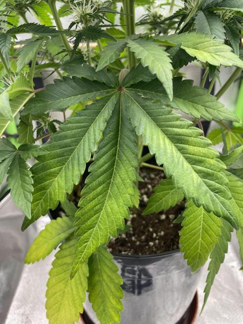 FB X BIOBIZZ. Week 6
