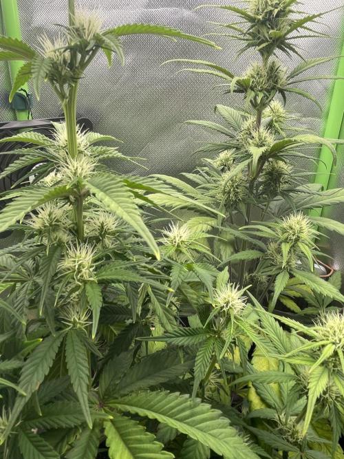 FB X BIOBIZZ. Week 6