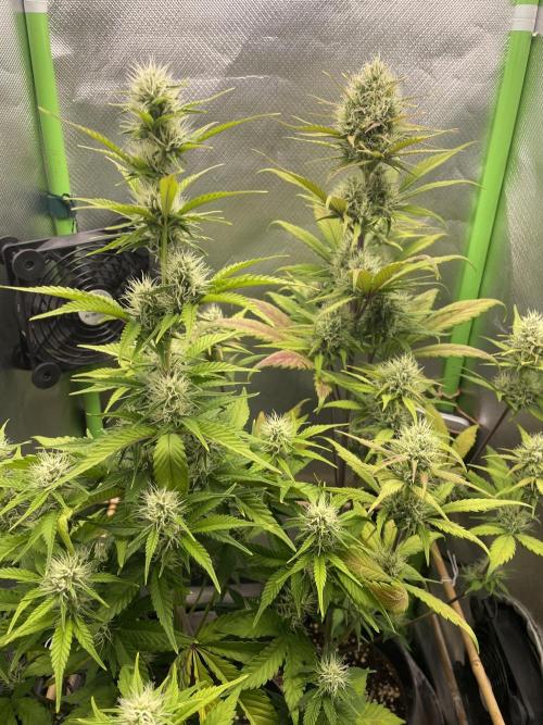 FB X BIOBIZZ. Week 7