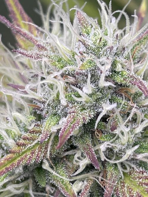 FB X BIOBIZZ. Week 7
