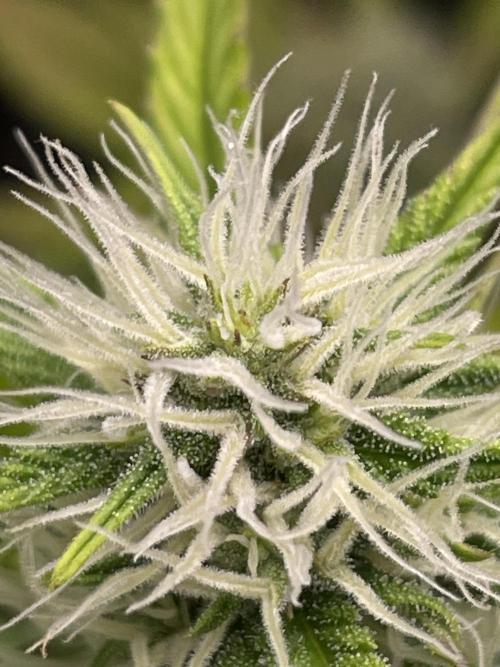 FB X BIOBIZZ. Week 7