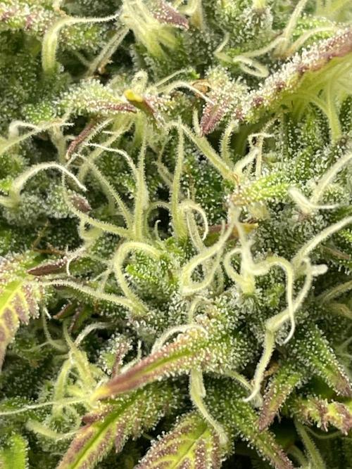 FB X BIOBIZZ. Week 7