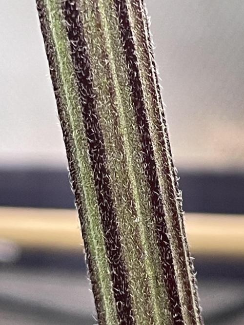 FB X BIOBIZZ. Week 7