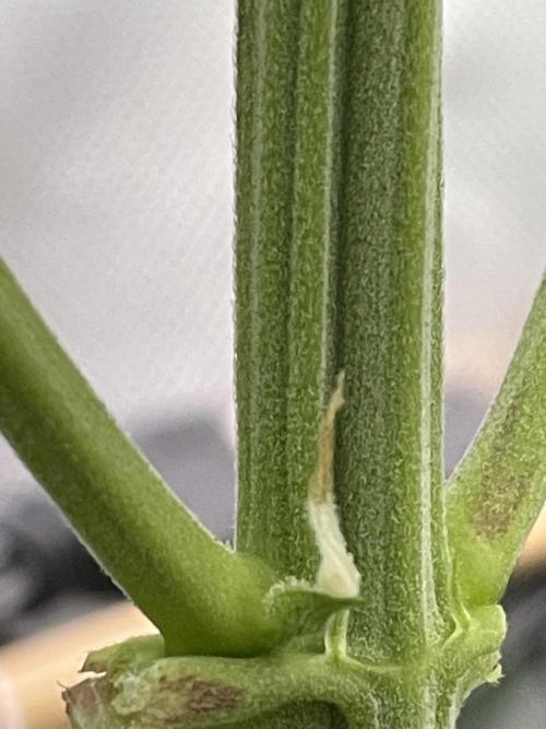FB X BIOBIZZ. Week 7