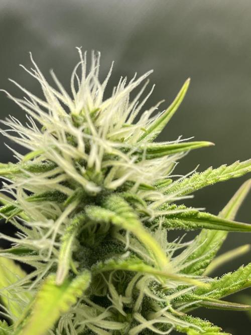 FB X BIOBIZZ. Week 7