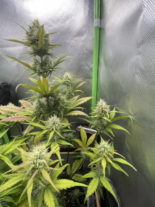FB X BIOBIZZ. Week 7