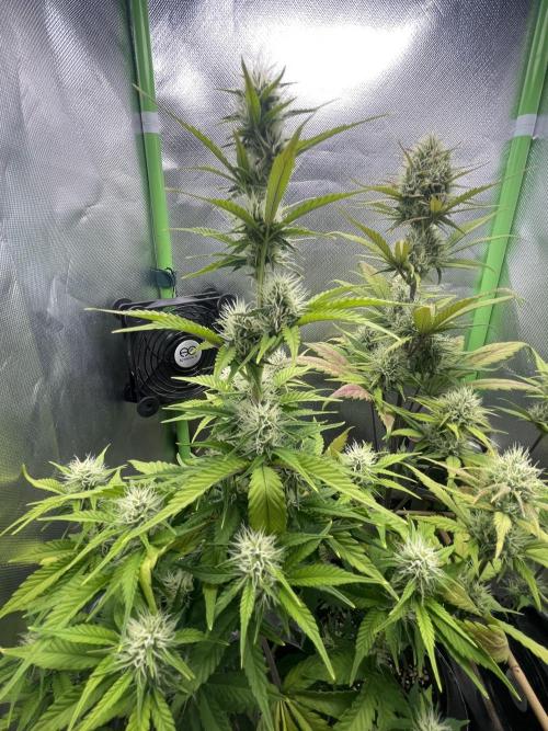 FB X BIOBIZZ. Week 7