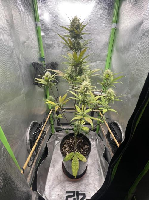 FB X BIOBIZZ. Week 7