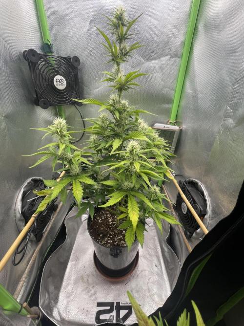 FB X BIOBIZZ. Week 7