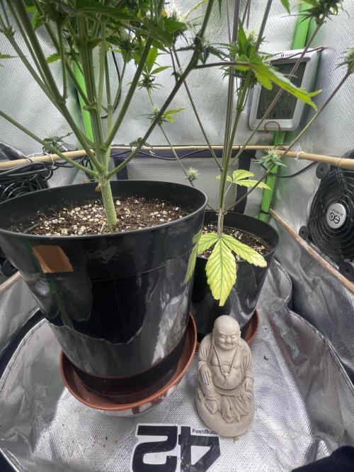 FB X BIOBIZZ. Week 7