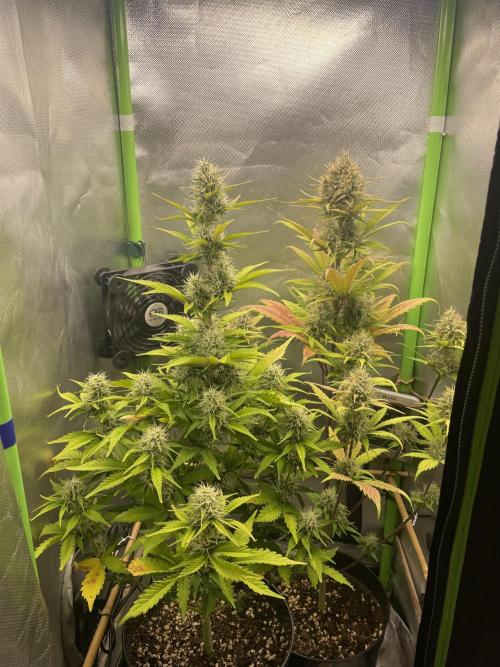 FB X BIOBIZZ. Week 8