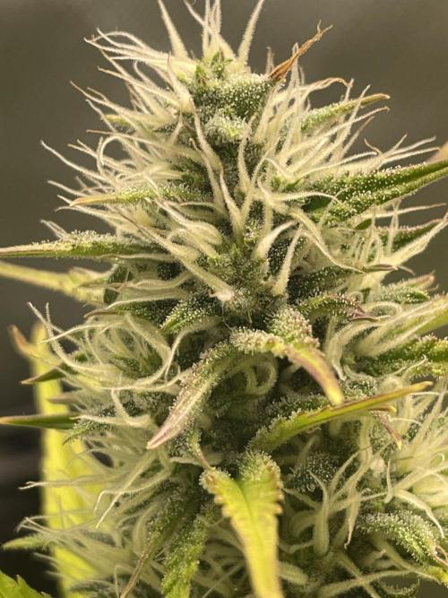 FB X BIOBIZZ. Week 8