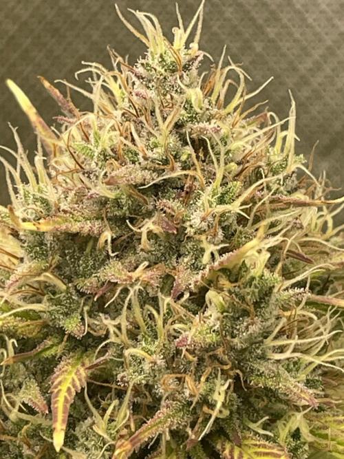 FB X BIOBIZZ. Week 8
