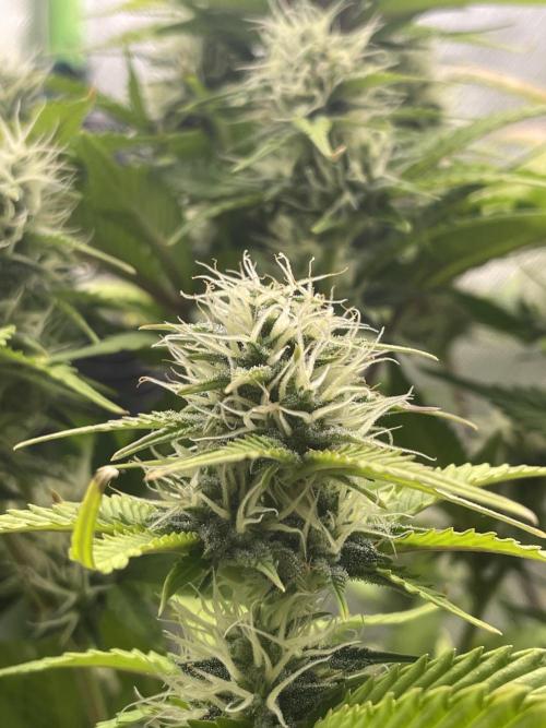 FB X BIOBIZZ. Week 8