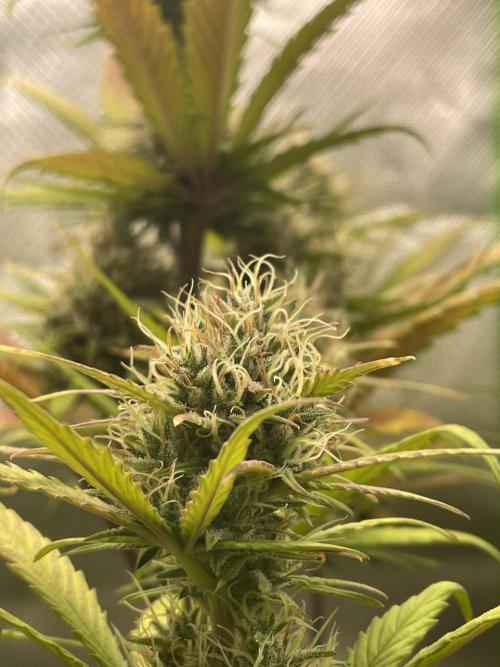 FB X BIOBIZZ. Week 8