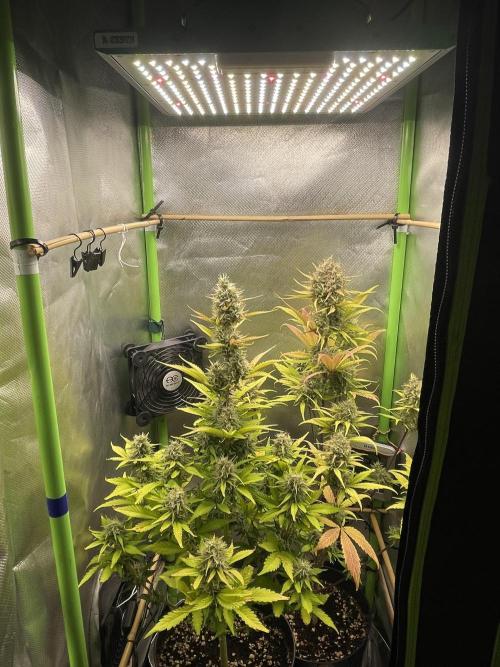 FB X BIOBIZZ. Week 9