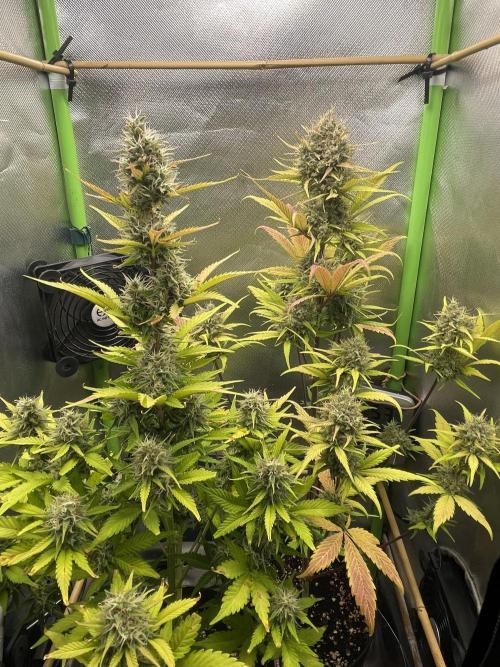 FB X BIOBIZZ. Week 9