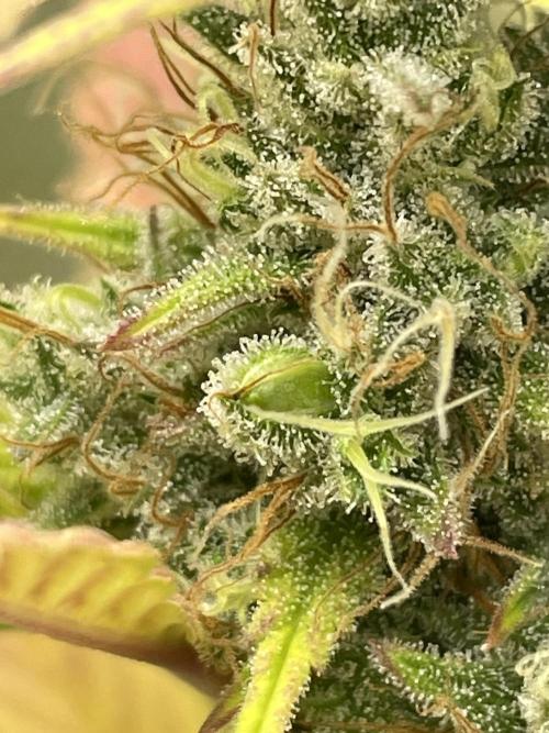 FB X BIOBIZZ. Week 9