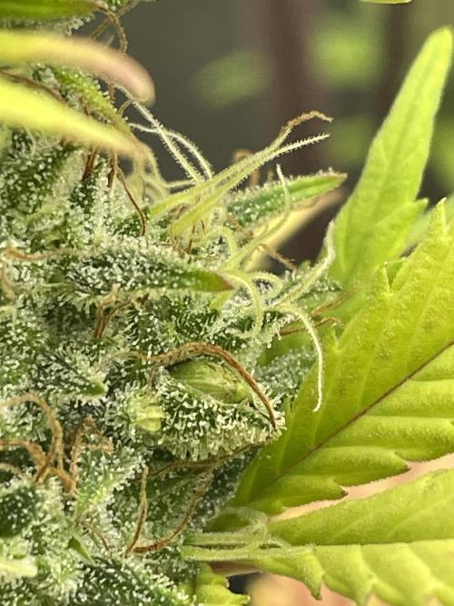 FB X BIOBIZZ. Week 9