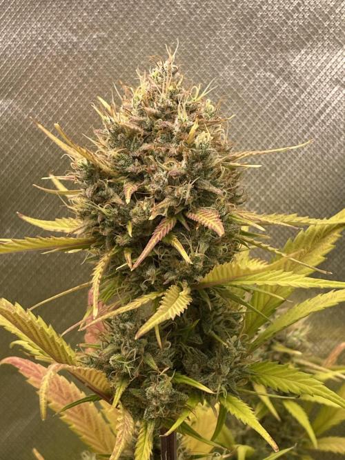 FB X BIOBIZZ. Week 9