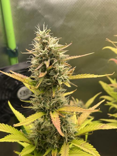 FB X BIOBIZZ. Week 9