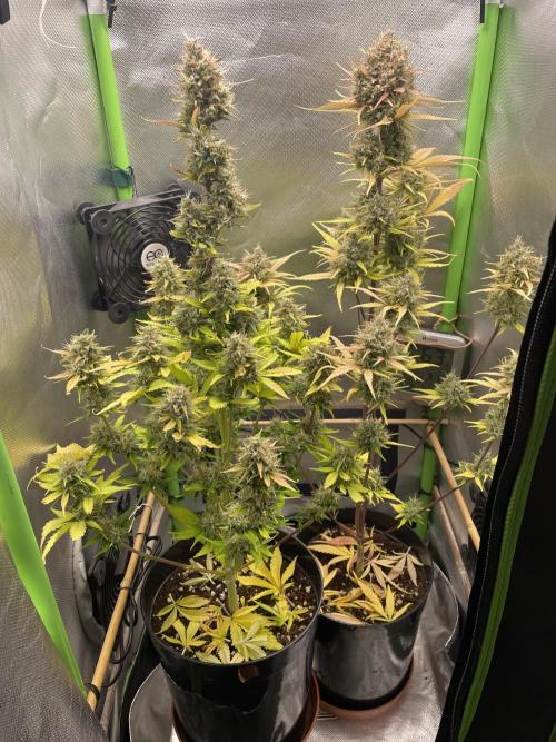 FB X BIOBIZZ. Week 10
