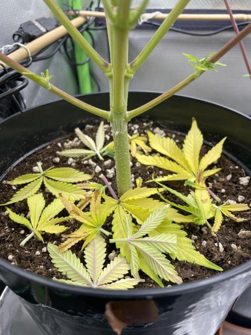 FB X BIOBIZZ. Week 10