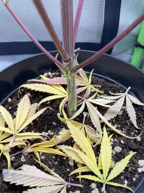 FB X BIOBIZZ. Week 10