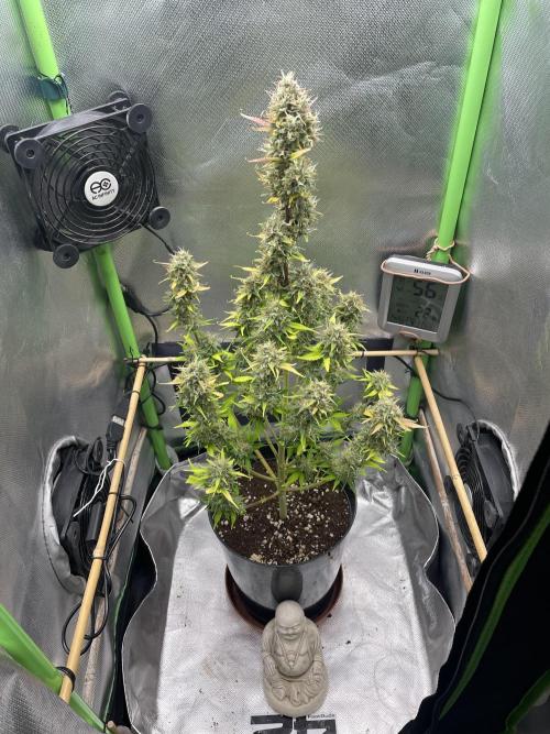 FB X BIOBIZZ. Week 10