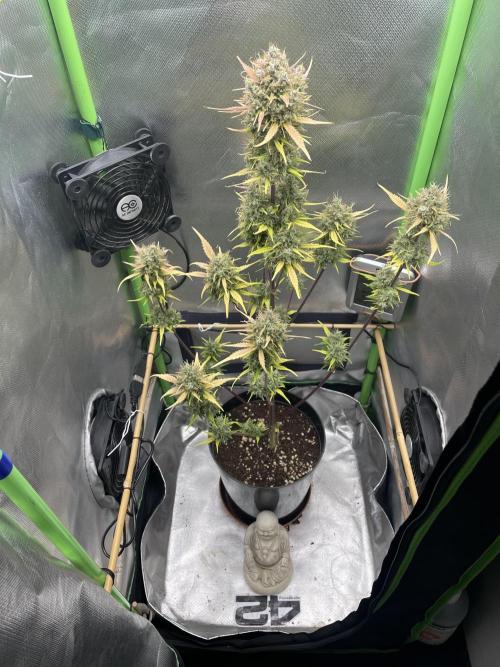 FB X BIOBIZZ. Week 10