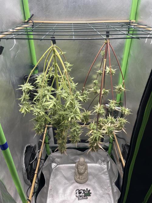 FB X BIOBIZZ. Week 11