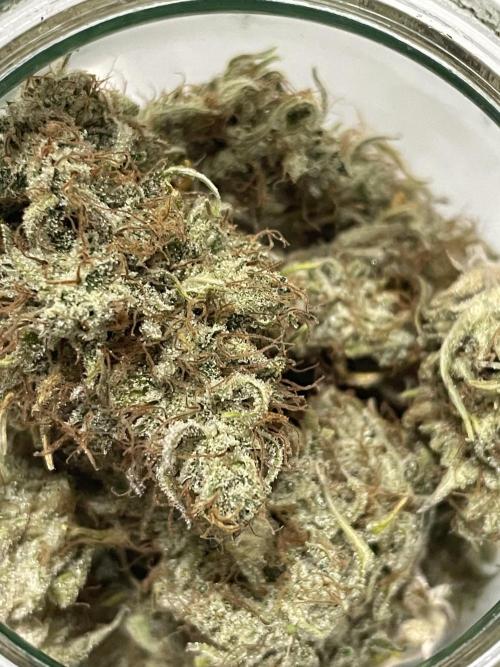 FB X BIOBIZZ. Week 11