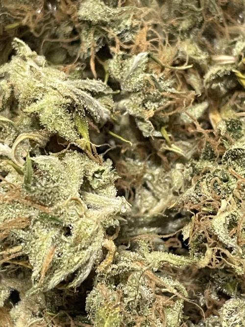 FB X BIOBIZZ. Week 11