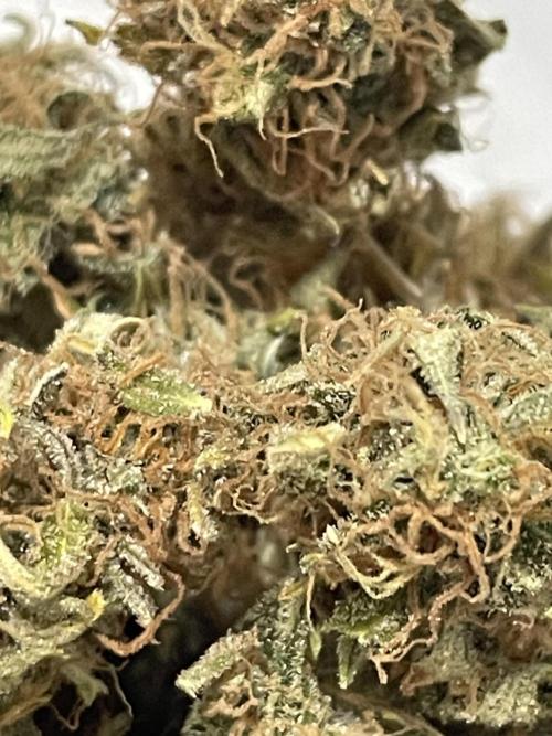 FB X BIOBIZZ. Week 11