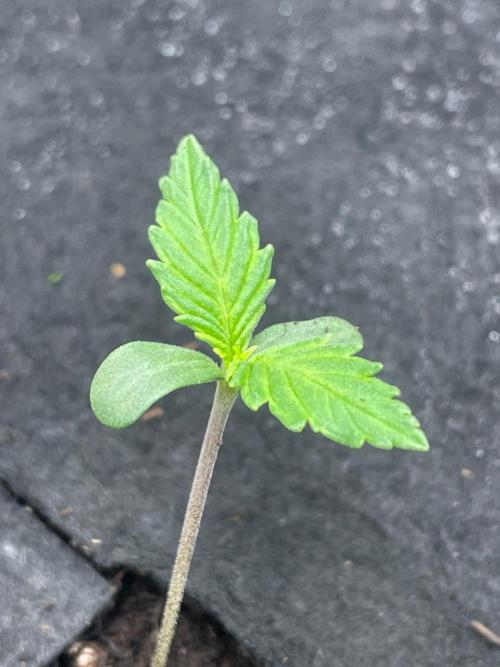 FBuds x Biobizz 2.0. Week 0