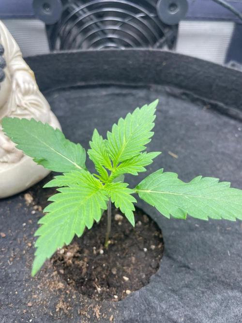 FBuds x Biobizz 2.0. Week 1