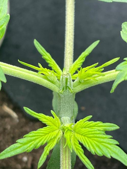 FBuds x Biobizz 2.0. Week 1