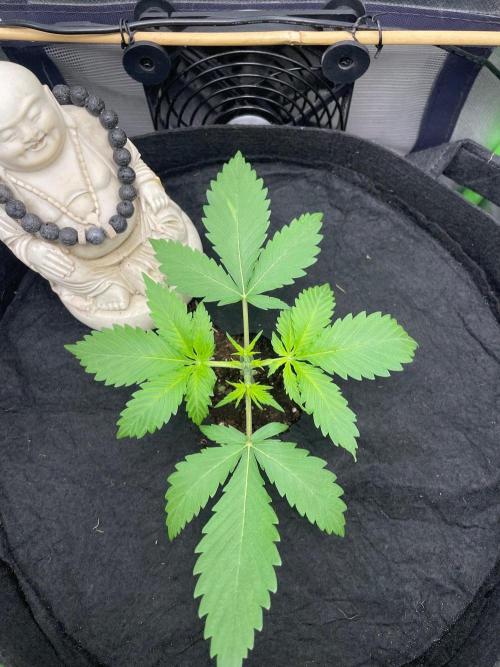 FBuds x Biobizz 2.0. Week 1