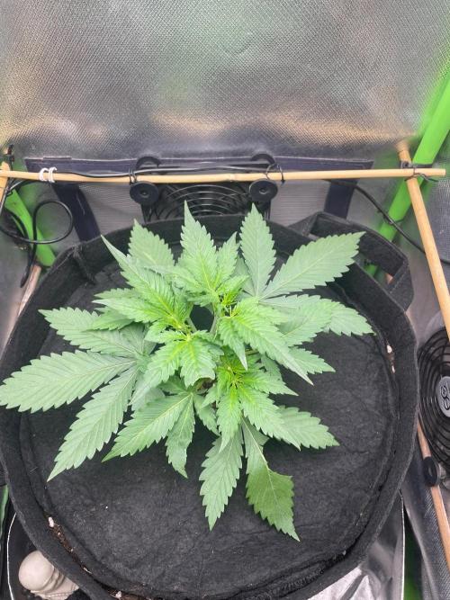 FBuds x Biobizz 2.0. Week 2