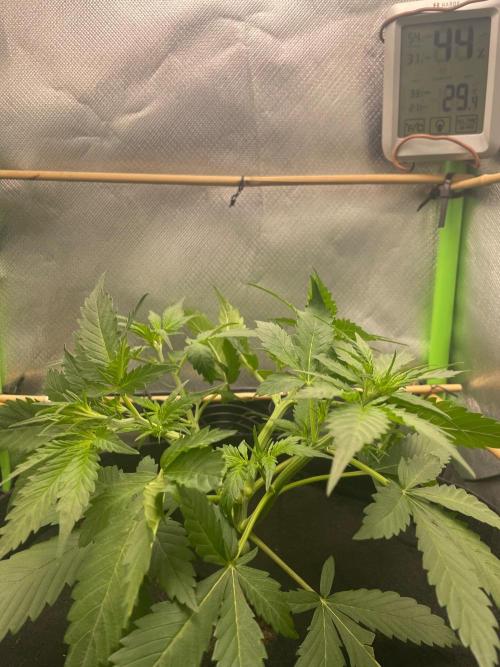 FBuds x Biobizz 2.0. Week 2