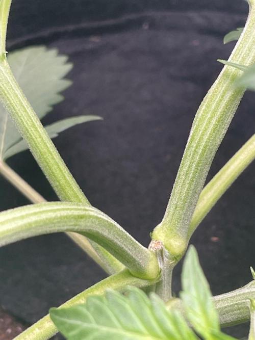FBuds x Biobizz 2.0. Week 2